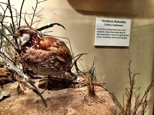 The things daddy has killed museum