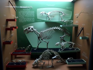 Chandler's favorite exhibit