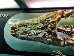 quarter sized kill shot