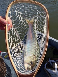 This guy was a monster, perhaps our only American Shad of the day