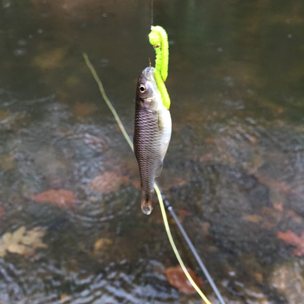 I fished this San Juan worm all over Holmes, but only this little guy wanted it.  I didn't even realize I had him on until I went to cast.