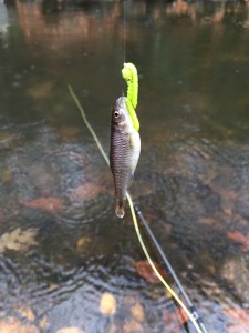 I fished this San Juan worm all over Holmes, but only this little guy wanted it.  I didn't even realize I had him on until I went to cast.