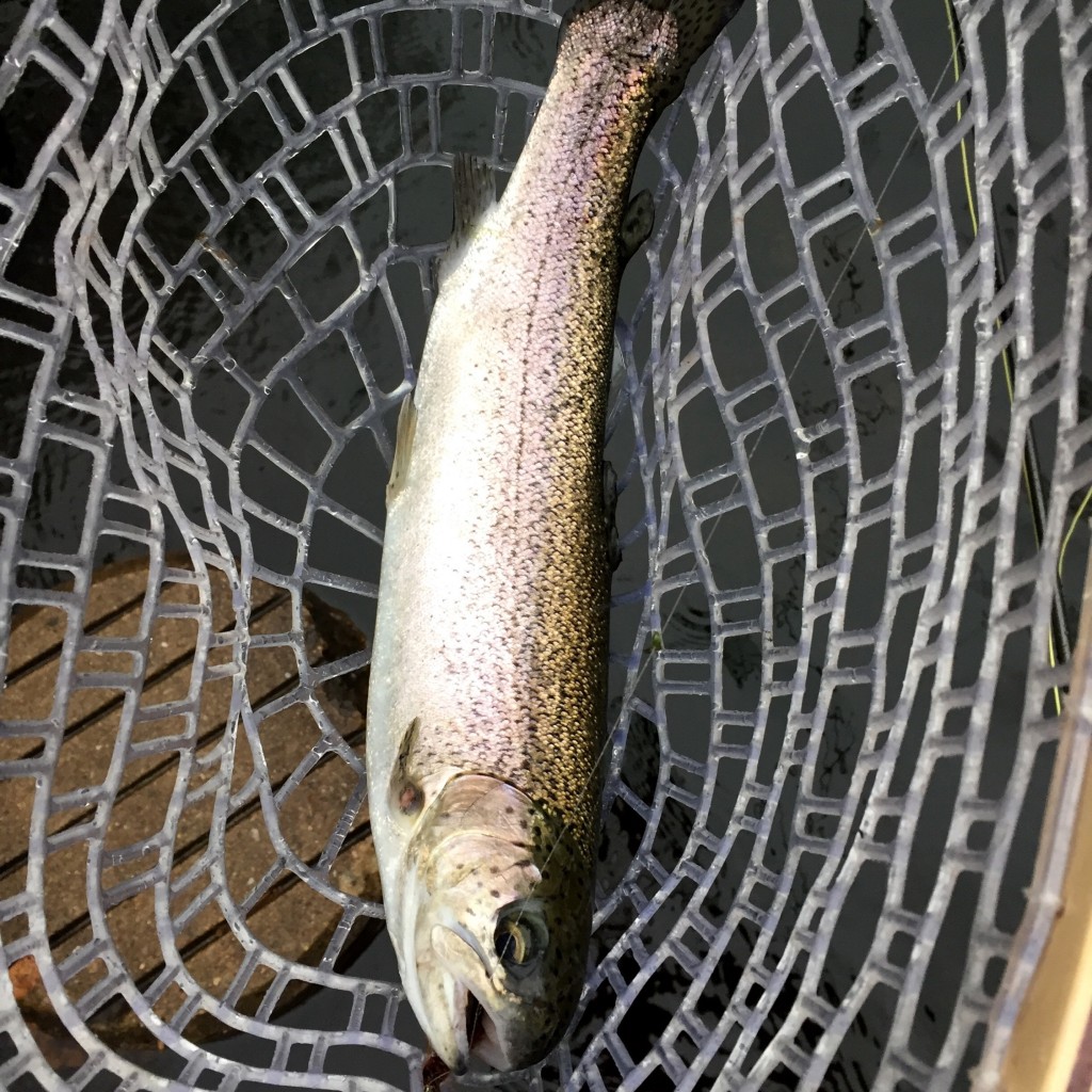 First trout!!!