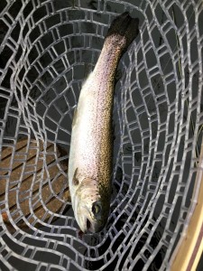 First trout!!!