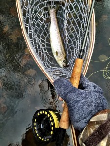 I moved down about 50 yards and landed this little guy about 30 minutes later.  He broke the surface and lept what felt like 2 feet in the air.  It was pretty awesome.  Right after this picture he flopped out of the net and threw the hook.  Lucky I was quick on the shutter.  I didn't get my tape out, but this one looked to be about 8 inches or so.