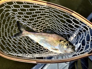 First Shad for me!  American or Hickory?