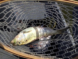 We both tied on these green flies and it was gangbusters.  We literally couldn't fish at the same time as one of us was always hooked up and the other had to work the net