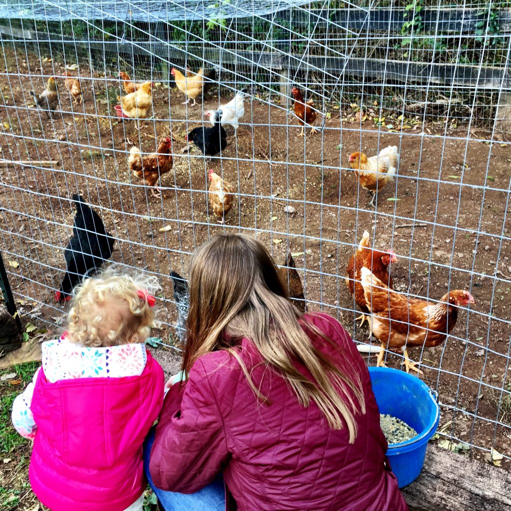 EF got to feed some chickens